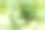 在实验室中研究植物结构的植物。图片下载