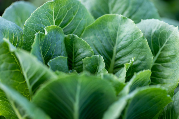 在实验室中研究植物结构的植物。图片下载