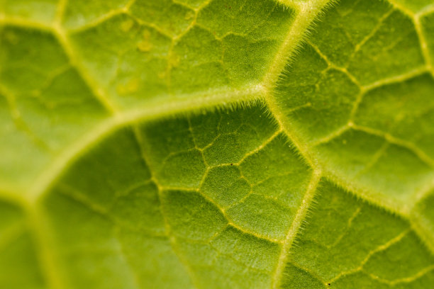 在实验室中研究植物结构的植物。图片下载