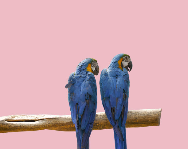 两只色彩鲜艳的鹦鹉栖息在粉红色背景的树枝上。情人节概念鸟。具有剪切路径。图片下载