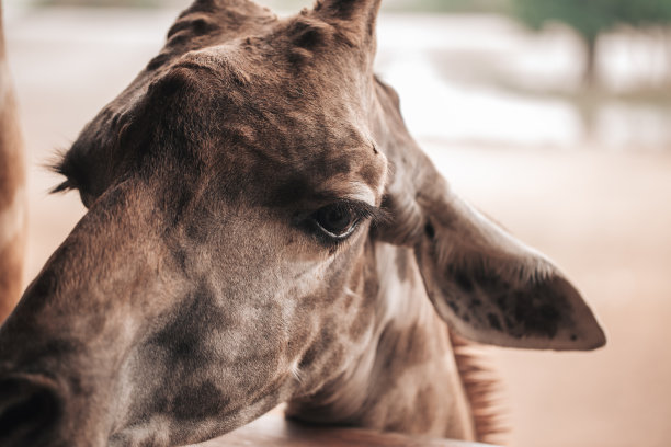动物园里长颈鹿的面部特写。图片下载