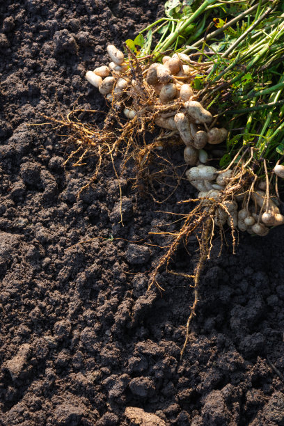 新鲜花生有根图片下载