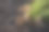 新鲜花生有根图片下载