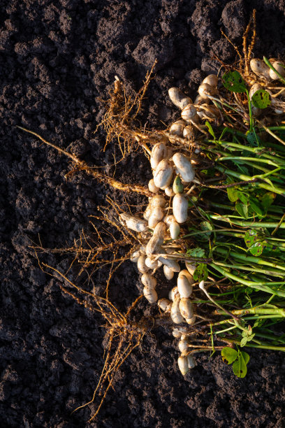 新鲜花生有根图片下载