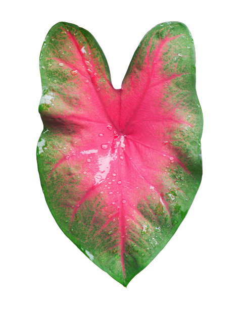Caladium双色红绿叶白色背景孤立特写，美丽多彩的心形粉红色叶子，异国情调的热带植物分支， 天南星科室内植物，花卉设计元素，叶状图案图片下载