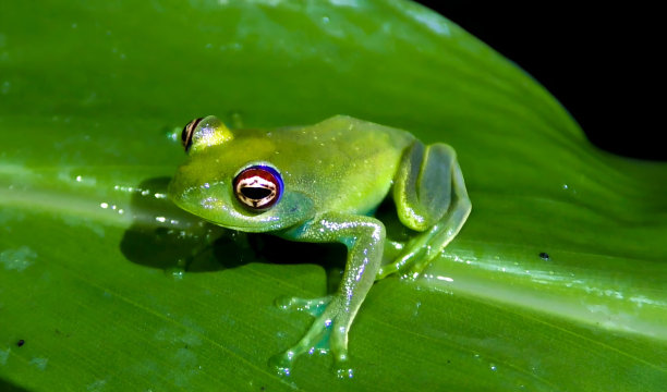 黄体蛙是蛙科蛙类的一种图片下载