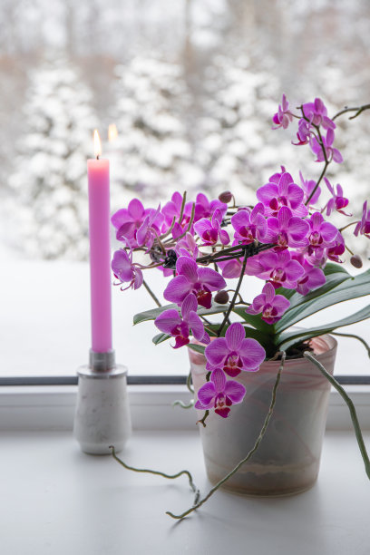 冬天室内窗台上的花盆里，盛开着茂盛的粉红色兰花。冬季景观与大量的雪在户外背景。粉红色的蜡烛在烛台燃烧。图片下载