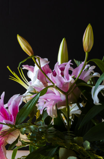 白色的花朵孤立在白色的背景上。图片下载