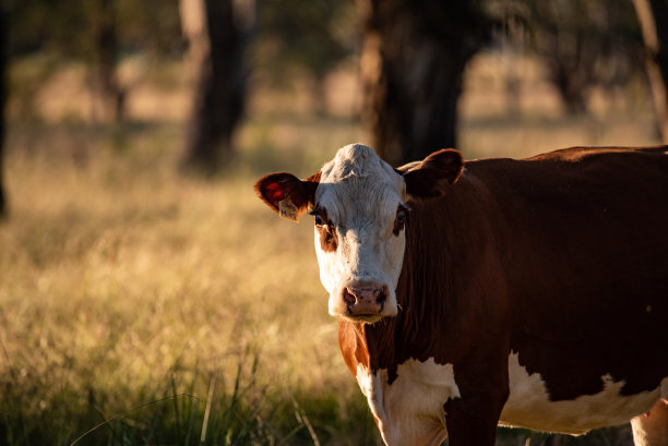 田野里的奶牛图片下载