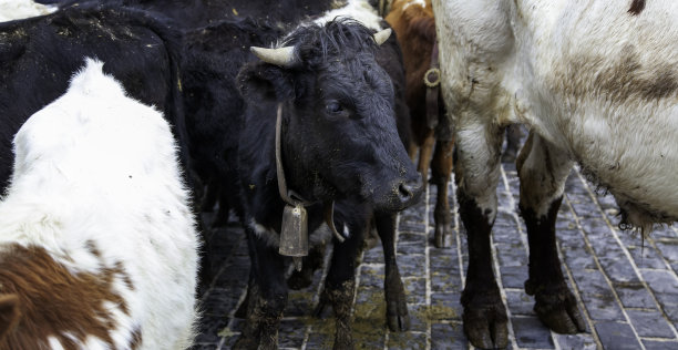 农场里的奶牛图片下载