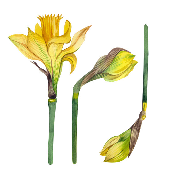 一组水彩元素，黄色水仙花用水彩手绘，孤立在白色背景上。图片下载