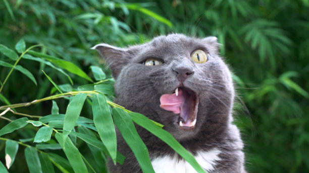 一只满足的猫很高兴地在街上吃灌木的叶子。一只可爱而饥饿的灰猫在外面心满意足地眯着眼睛，把耳朵歪向两边，津津有味地吃着绿叶。图片下载