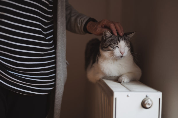 女人的手轻拍猫在散热器上图片下载