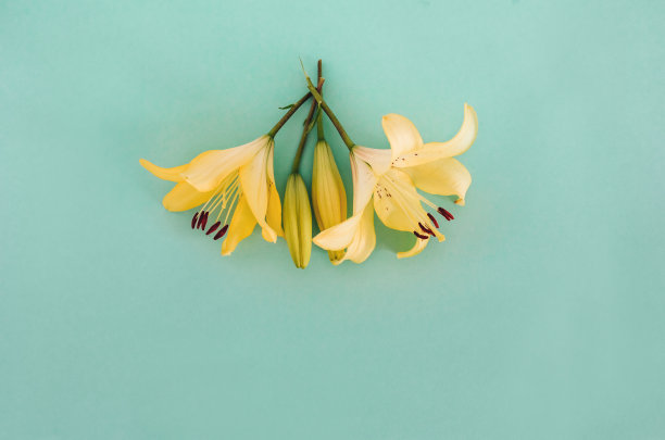 黄色的百合花在男子手中的颜色背景。副本的空间。俯视图图片下载
