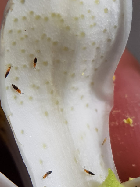 越南柑桔花上的蓟马受伤。图片下载