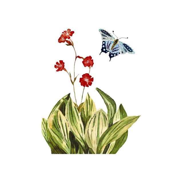 花红色昆虫蝴蝶蓝色水彩画图片下载