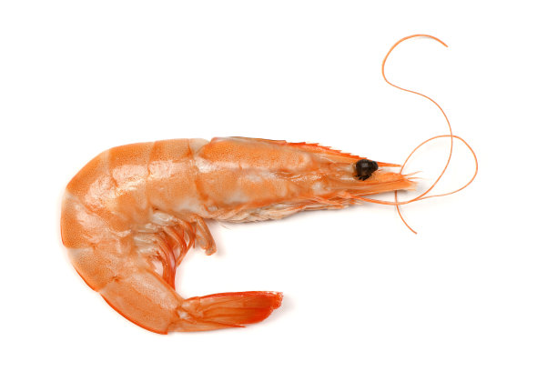 完美修饰虾孤立在白色。图片下载