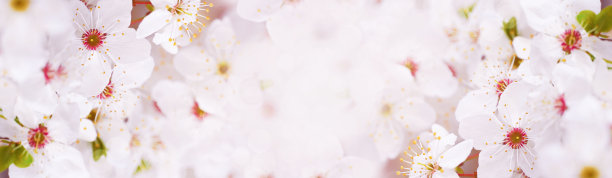 春天。白色的樱桃树盛开的花朵。白色背景。春天的花朵背景，贺卡，横幅，边框。图片下载