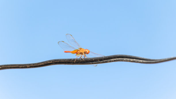 蜻蜓在电线上图片下载