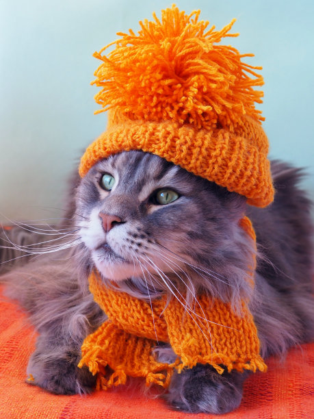 一个穿着滑稽的猫在黄色针织帽和围巾的肖像正在抬头图片下载