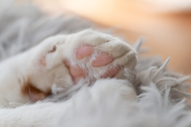 猫的鞋底图片下载