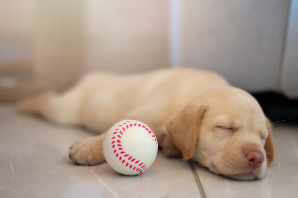 睡觉的拉布拉多犬幼崽和球图片下载