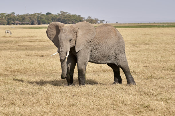在肯尼亚安博塞利国家公园的非洲大草原上，一头大象的美丽全身肖像图片下载
