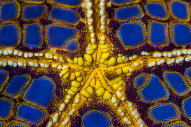 海星中间的特写细节-海星的嘴在它的肚子上图片下载