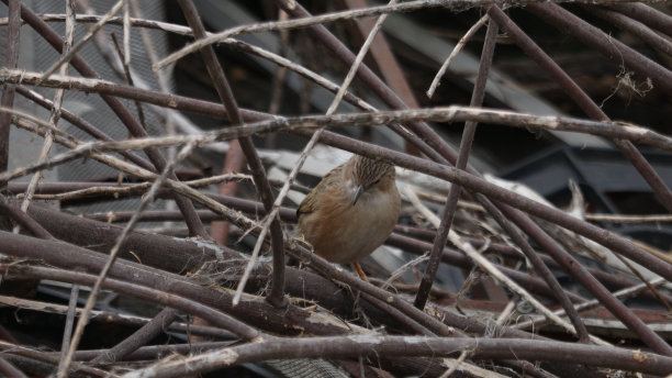 各种各样的鸟图片下载
