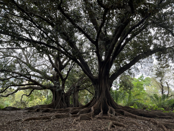 令人难以置信的榕树，大而长的根覆盖着周围的地面图片下载