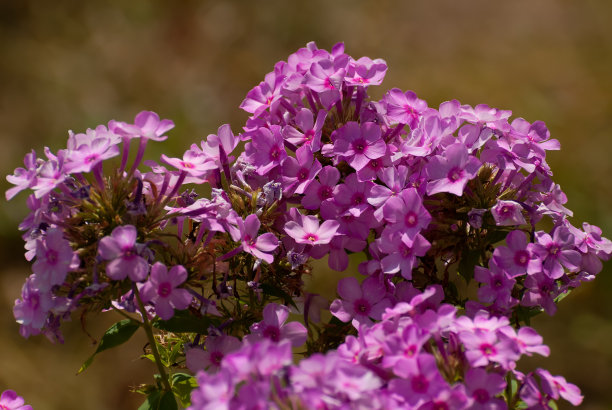 盛开的鲜花：春夏花园图片下载