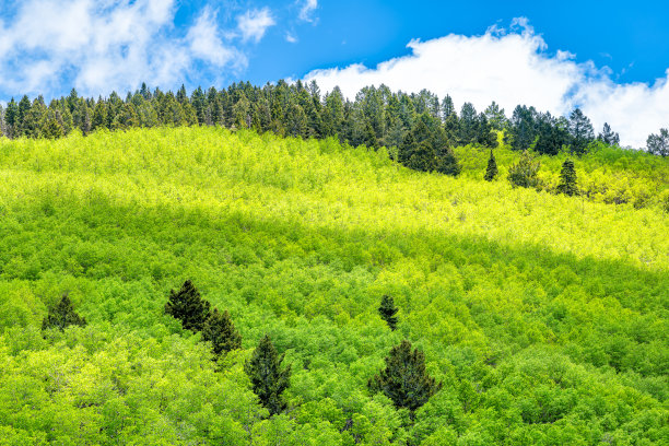圣达菲国家公园桑格里·德·克里斯托山的山顶有翠绿的白杨云杉松树林，夏天与天空、云影交相辉映图片下载