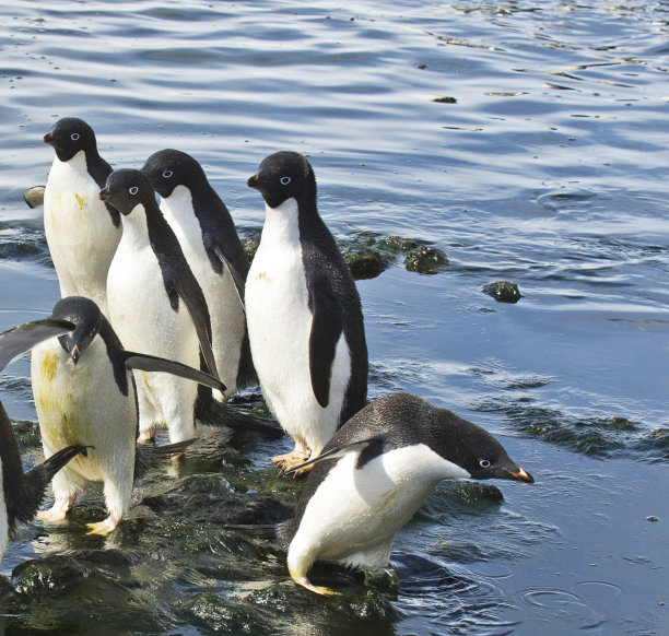美丽的布朗悬崖，南极洲图片图片下载
