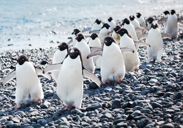 美丽的布朗悬崖，南极洲图片图片下载