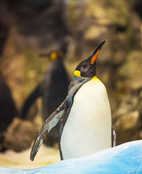美丽的布朗悬崖，南极洲图片图片下载