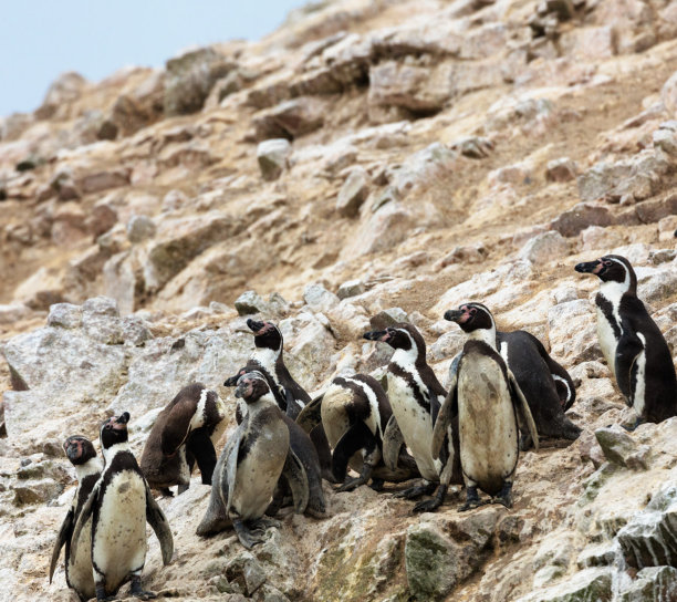 美丽的布朗悬崖，南极洲图片图片下载