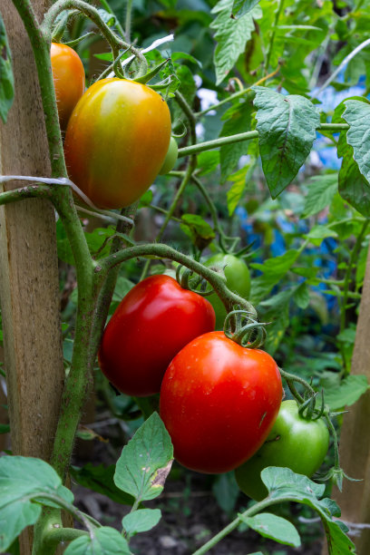 美丽的红色成熟的传家宝番茄生长在温室里。园艺番茄照片与复制空间。浅景深图片下载