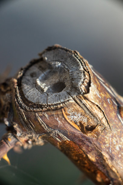 树的身体图片下载