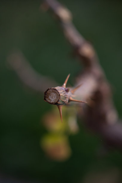 树的身体图片下载