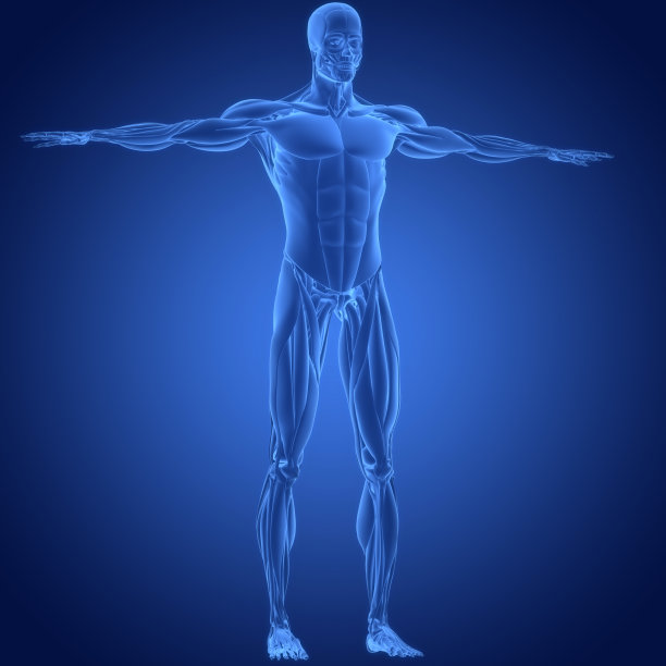 人体肌肉系统肌肉解剖学图片下载