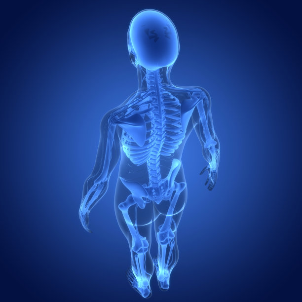 人体骨骼系统骨关节解剖学图片下载