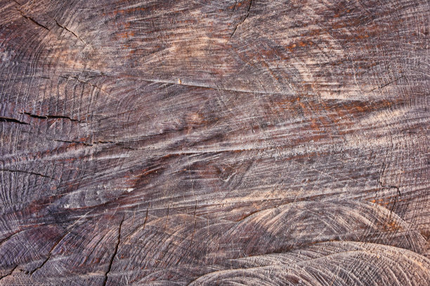 一个非常古老的橄榄树树桩。在地上可以看到树的年龄范围图片下载