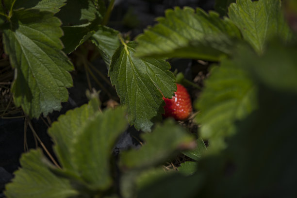 近距离拍摄的红草莓收获季节在后院花园。图片下载