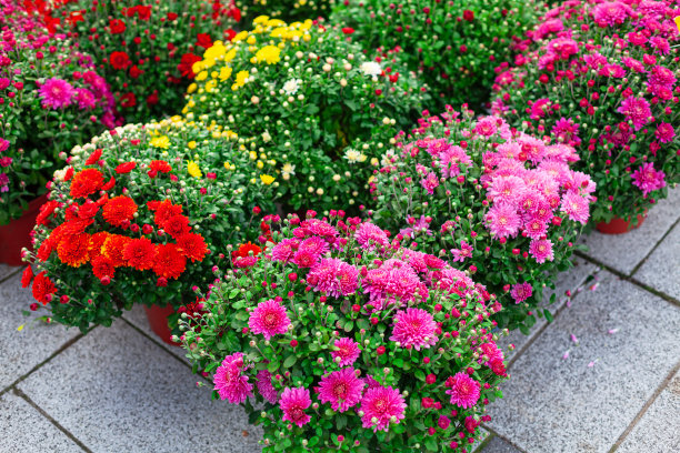 户外花店图片下载