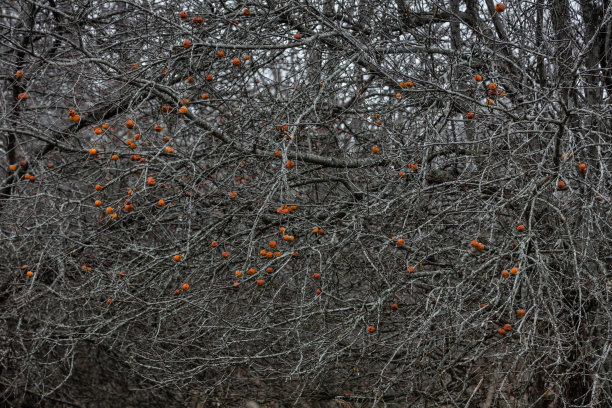 深秋野苹果树枝图片下载