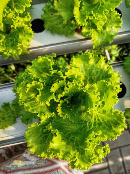 水培法种植卷心菜图片下载