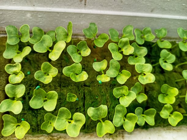 岩棉(种植介质)中生菜幼苗种子图片下载