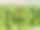岩棉(种植介质)中生菜幼苗种子图片下载