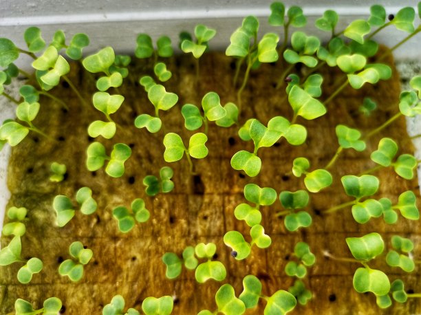 岩棉(种植介质)中生菜幼苗种子图片下载
