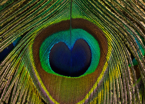 美丽、闪亮、明亮的孔雀羽毛特写。羽毛孤立。图片下载